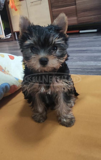 Eladó yorkshire terrier kiskutyák