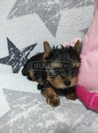 Eladó yorkshire terrier kiskutyák - 5/6