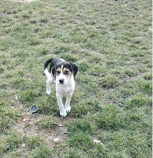 Beagle kislány kutyus Beagle kislány kutyus