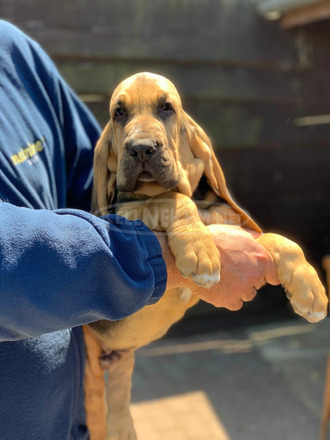 angol vereb-bloodhound - 2/4