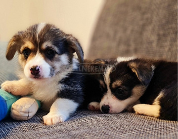 Welsh Pembroke Corgi