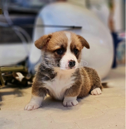 Welsh Pembroke Corgi - 8/9