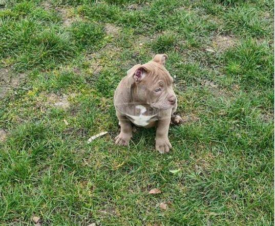 American Bully kölykök - 1/6