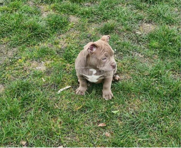 American Bully kölykök