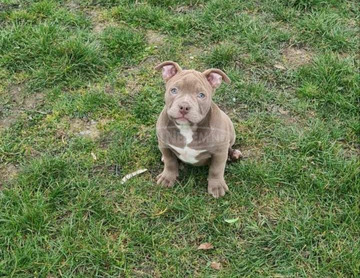 American Bully kölykök