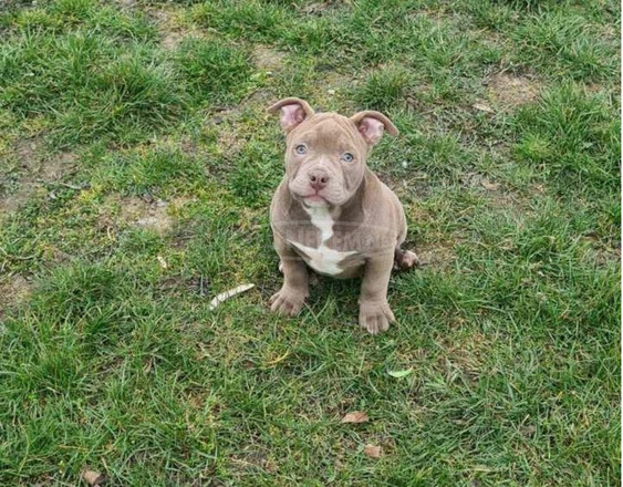 American Bully kölykök - 3/6