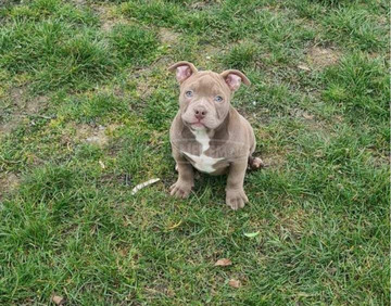 American Bully kölykök