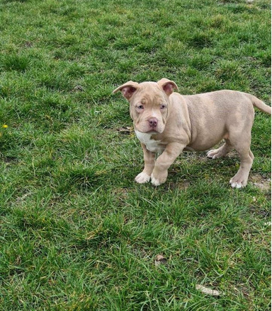 American Bully kölykök - 4/6