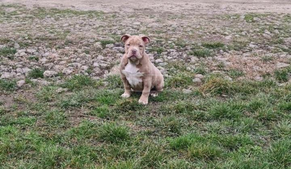 American Bully kölykök - 5/6