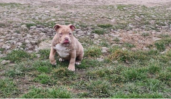 American Bully kölykök - 6/6