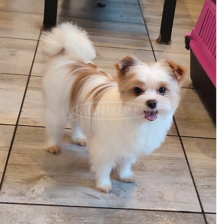 Különleges színváltozatú, Gold dust yorkie fiú - 2/3