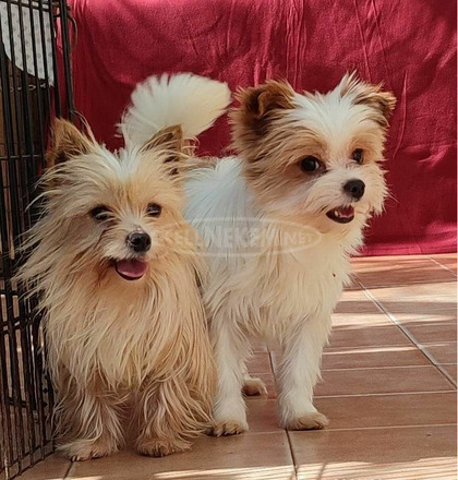 Különleges színváltozatú, Gold dust yorkie fiú - 3/3
