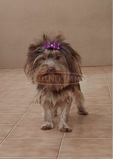 Csokoládé yorkshire terrier kan Csokoládé yorkshire terrier kan