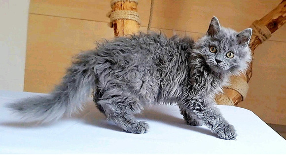 Tenyésztőtől eladó Selkirk Rex göndör  hosszú szőrű kisfiú  kiscica - 2/5