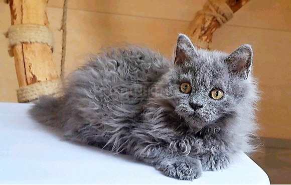 Tenyésztőtől eladó Selkirk Rex göndör  hosszú szőrű kisfiú  kiscica - 4/5