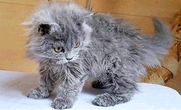 Tenyésztőtől eladó Selkirk Rex göndör  hosszú szőrű kisfiú  kiscica - 5/5