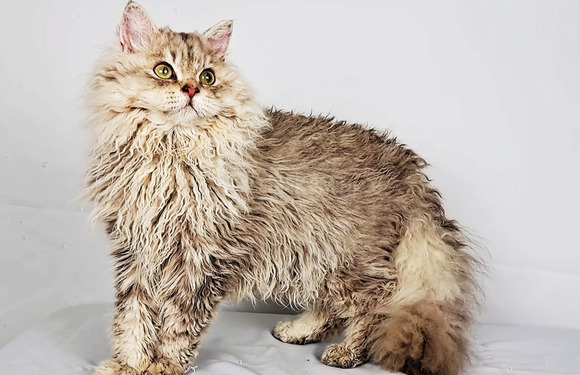 Tenyésztőtől eladó Selkirk Rex göndör  hosszú szőrű kisfiú  kiscica - 2/9