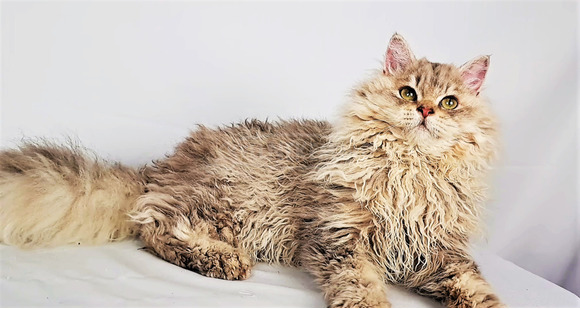 Tenyésztőtől eladó Selkirk Rex göndör  hosszú szőrű kisfiú  kiscica - 3/9