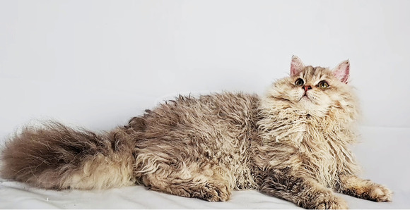 Tenyésztőtől eladó Selkirk Rex göndör  hosszú szőrű kisfiú  kiscica - 4/9