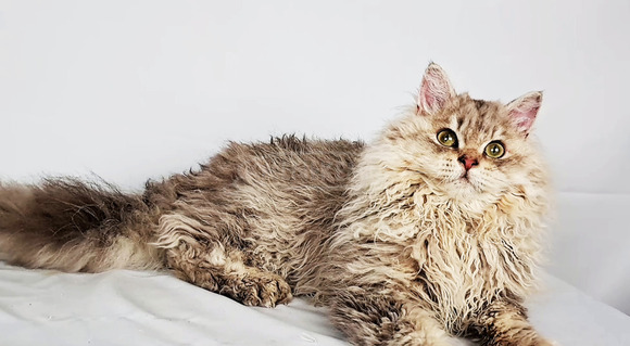 Tenyésztőtől eladó Selkirk Rex göndör  hosszú szőrű kisfiú  kiscica - 5/9