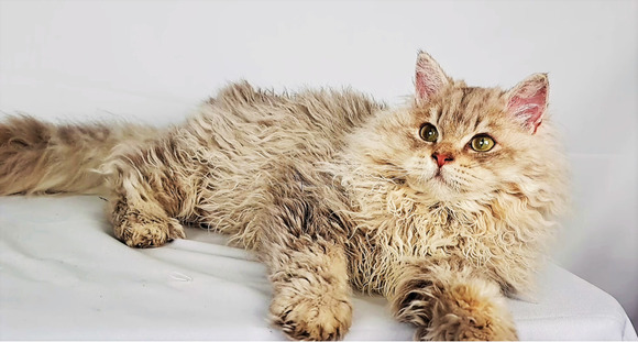Tenyésztőtől eladó Selkirk Rex göndör  hosszú szőrű kisfiú  kiscica - 6/9