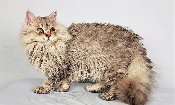 Tenyésztőtől eladó Selkirk Rex göndör  hosszú szőrű kisfiú  kiscica - 7/9