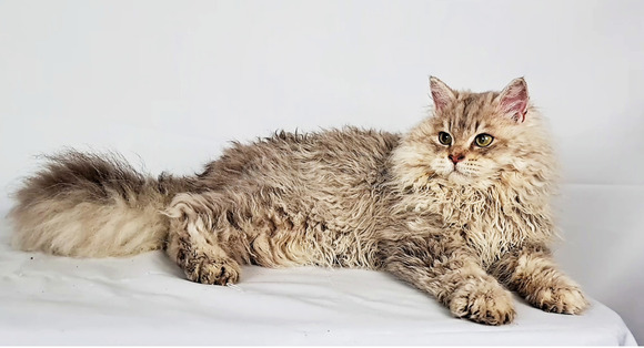 Tenyésztőtől eladó Selkirk Rex göndör  hosszú szőrű kisfiú  kiscica - 8/9