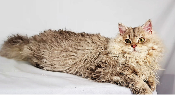 Tenyésztőtől eladó Selkirk Rex göndör  hosszú szőrű kisfiú  kiscica - 9/9