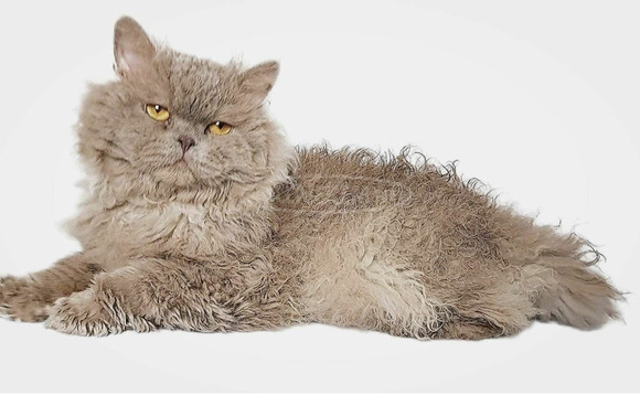 Tenyésztőtől eladó Selkirk Rex göndör  hosszú szőrű kisfiú  kiscica - 4/8