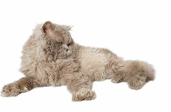 Tenyésztőtől eladó Selkirk Rex göndör  hosszú szőrű kisfiú  kiscica - 5/8