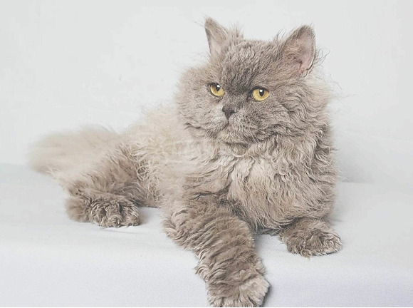 Tenyésztőtől eladó Selkirk Rex göndör  hosszú szőrű kisfiú  kiscica - 6/8