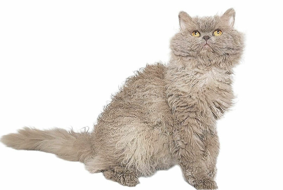 Tenyésztőtől eladó Selkirk Rex göndör  hosszú szőrű kisfiú  kiscica - 7/8