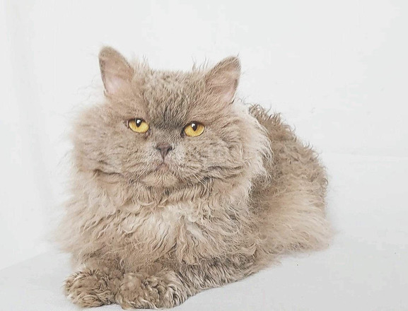 Tenyésztőtől eladó Selkirk Rex göndör  hosszú szőrű kisfiú  kiscica - 8/8
