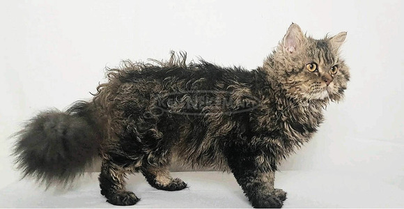 Tenyésztőtől eladó Selkirk Rex göndör  hosszú szőrű kisfiú  kiscica - 1/14
