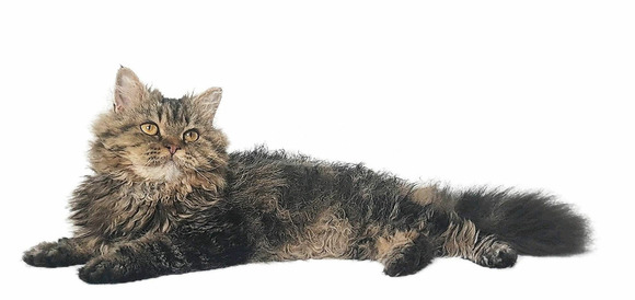 Tenyésztőtől eladó Selkirk Rex göndör  hosszú szőrű kisfiú  kiscica - 2/14