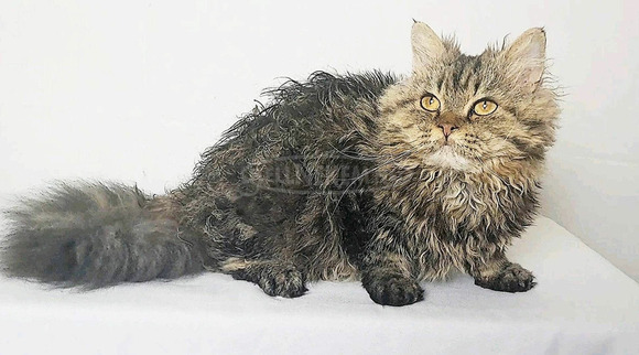 Tenyésztőtől eladó Selkirk Rex göndör  hosszú szőrű kisfiú  kiscica - 3/14