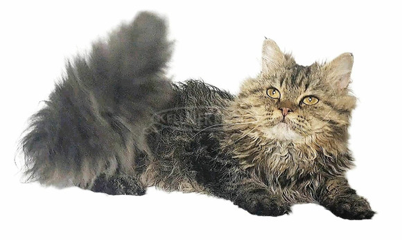 Tenyésztőtől eladó Selkirk Rex göndör  hosszú szőrű kisfiú  kiscica - 4/14