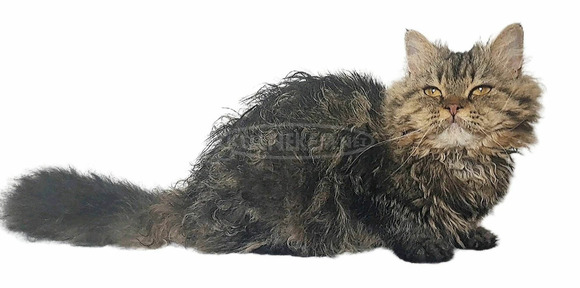 Tenyésztőtől eladó Selkirk Rex göndör  hosszú szőrű kisfiú  kiscica - 5/14