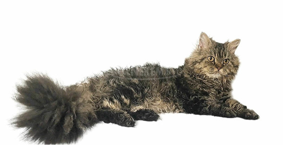 Tenyésztőtől eladó Selkirk Rex göndör  hosszú szőrű kisfiú  kiscica - 6/14