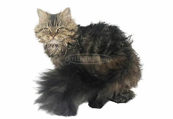 Tenyésztőtől eladó Selkirk Rex göndör  hosszú szőrű kisfiú  kiscica - 8/14