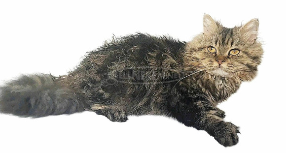 Tenyésztőtől eladó Selkirk Rex göndör  hosszú szőrű kisfiú  kiscica - 9/14