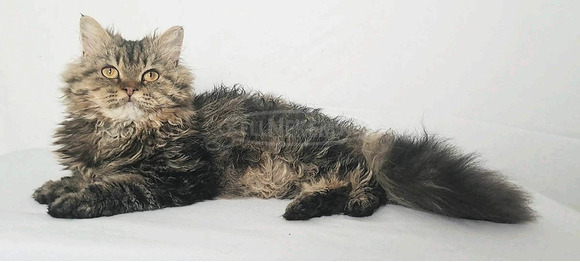 Tenyésztőtől eladó Selkirk Rex göndör  hosszú szőrű kisfiú  kiscica - 10/14