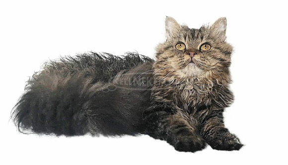 Tenyésztőtől eladó Selkirk Rex göndör  hosszú szőrű kisfiú  kiscica - 11/14