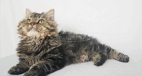 Tenyésztőtől eladó Selkirk Rex göndör  hosszú szőrű kisfiú  kiscica - 12/14