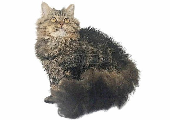 Tenyésztőtől eladó Selkirk Rex göndör  hosszú szőrű kisfiú  kiscica - 13/14