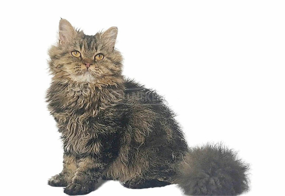 Tenyésztőtől eladó Selkirk Rex göndör  hosszú szőrű kisfiú  kiscica - 14/14