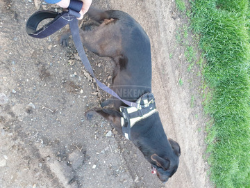 Labrador agár 4 éves szuka kutya ingyen elvihető