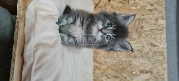 Maine Coon kiscicák - 2/4