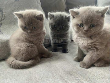 Fajtatiszta brit rövidszőrű cicáink Fajtatiszta brit rövidszőrű cicáink