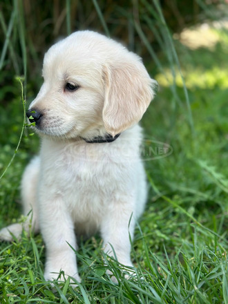 Gyönyörű Golden Retriever kisfiúk eladók! - 1/4